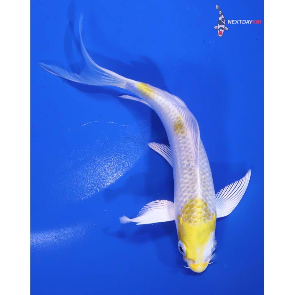 6” Imported Lemon Hariwake Butterfly Koi - Image 5