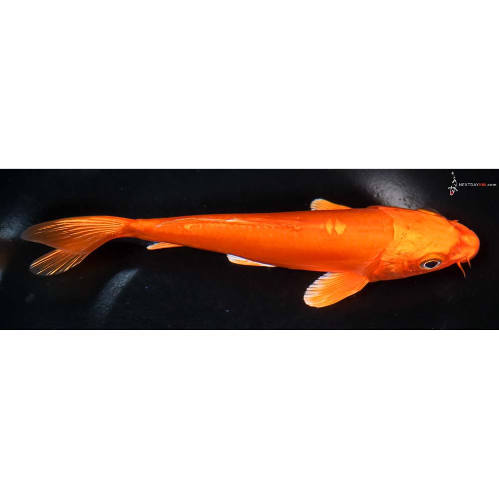 6.5” Imported Doitsu Orenji Ogon - Image 2