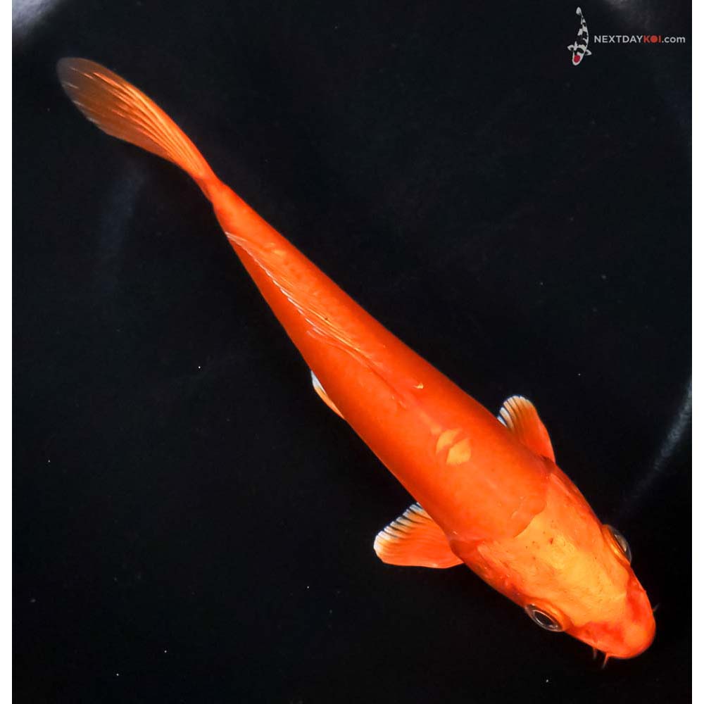 6.5” Imported Doitsu Orenji Ogon - Image 3