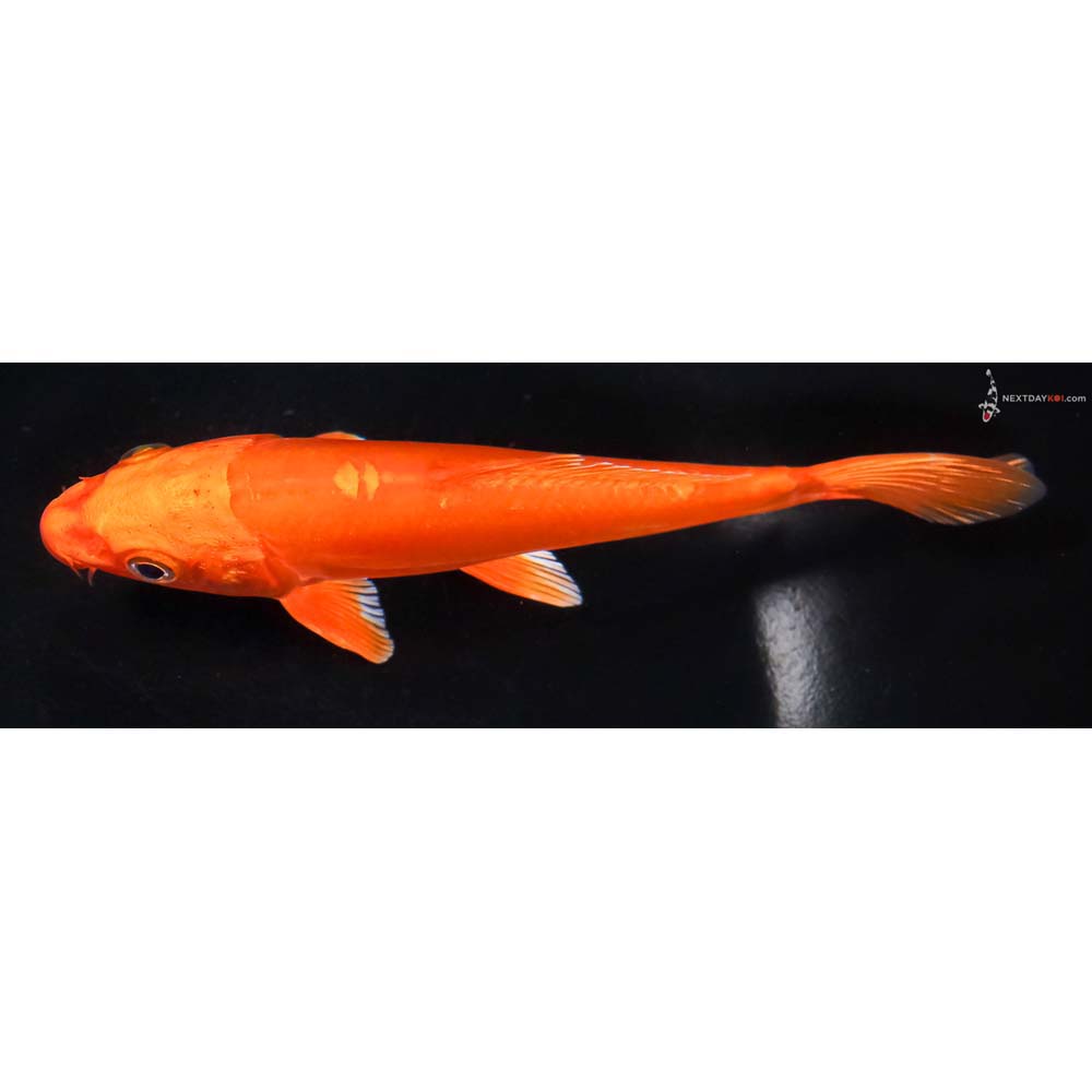 6.5” Imported Doitsu Orenji Ogon - Image 4