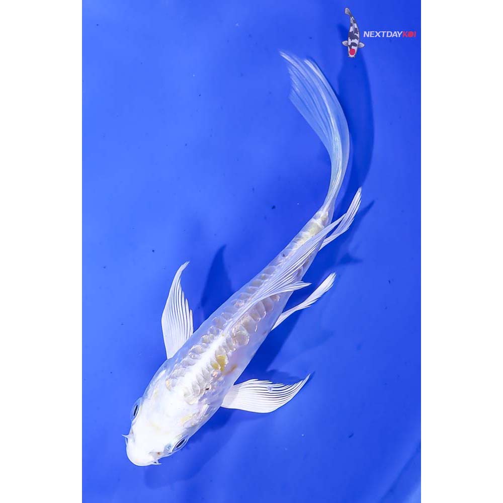 4.5” Imported Doitsu Gin Rin Lemon Hariwake Butterfly Koi