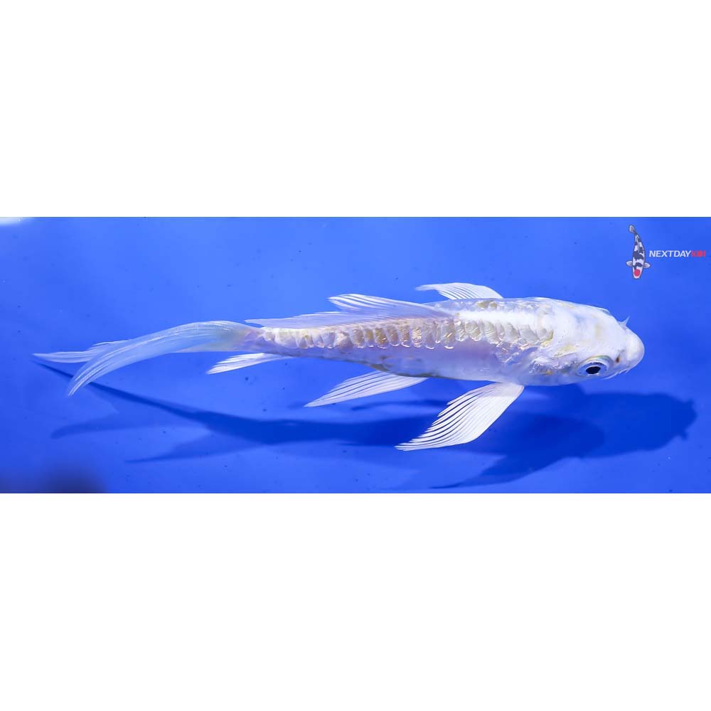 4.5” Imported Doitsu Gin Rin Lemon Hariwake Butterfly Koi - Image 2