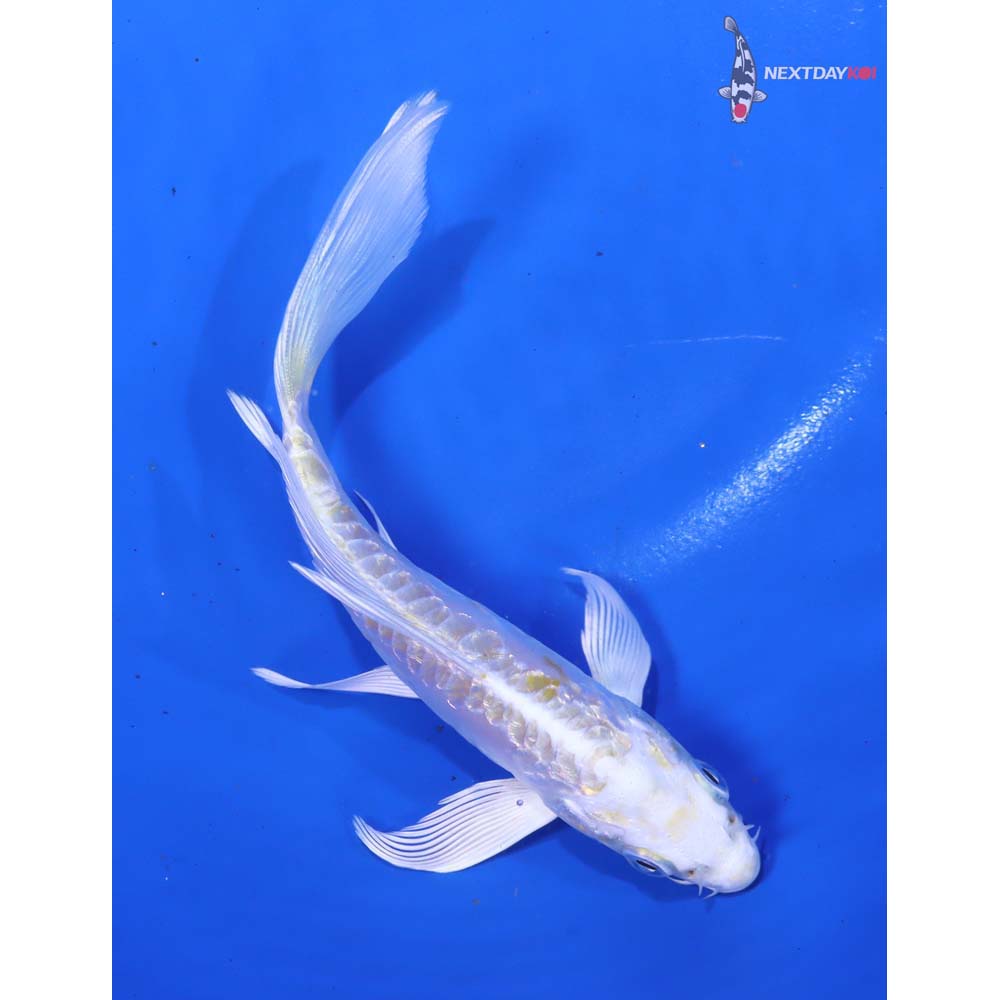 4.5” Imported Doitsu Gin Rin Lemon Hariwake Butterfly Koi - Image 3