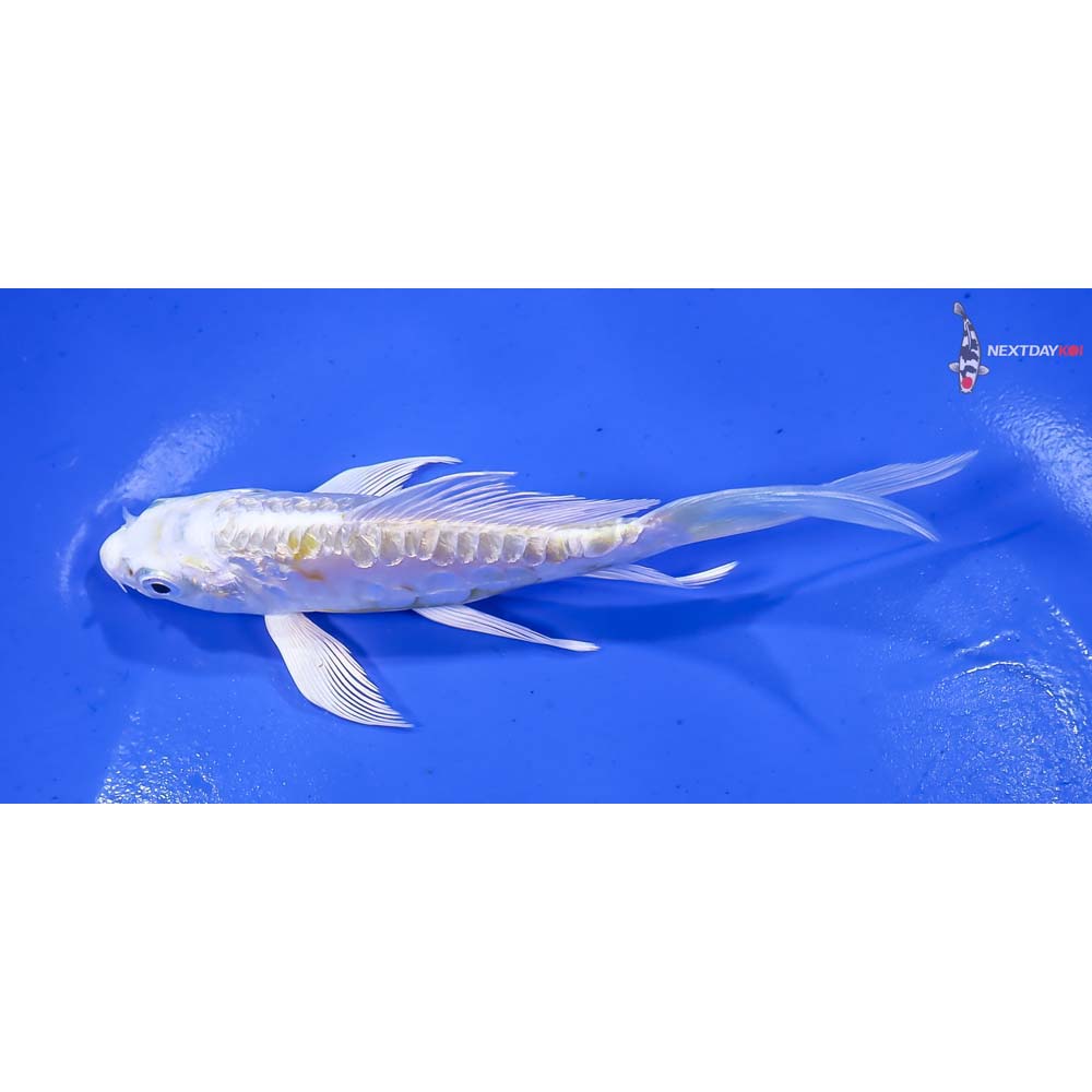 4.5” Imported Doitsu Gin Rin Lemon Hariwake Butterfly Koi - Image 4