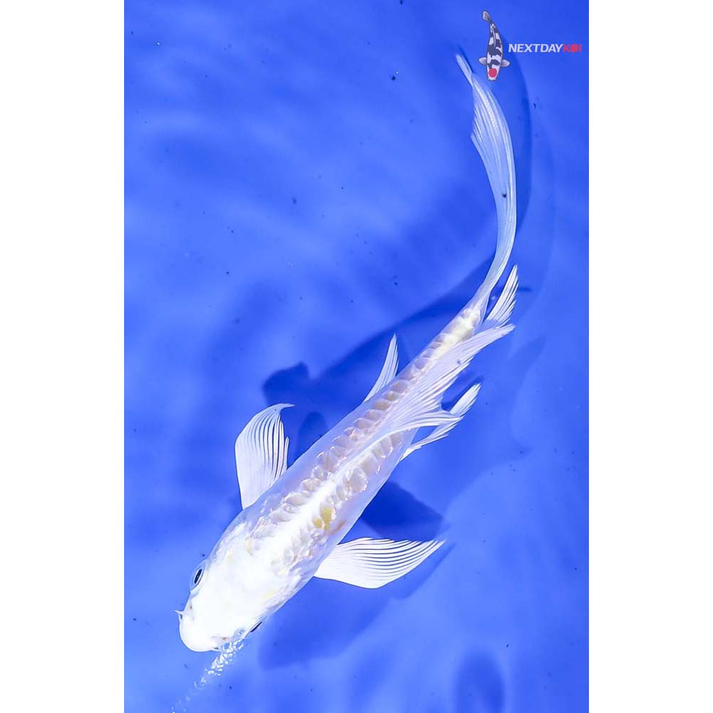 4.5” Imported Doitsu Gin Rin Lemon Hariwake Butterfly Koi - Image 5