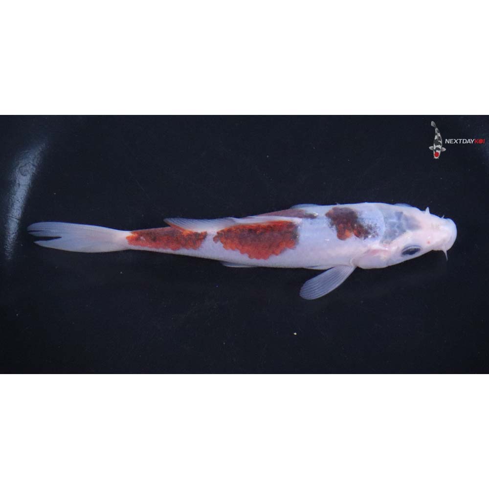 5" Imported Goromo - Image 2