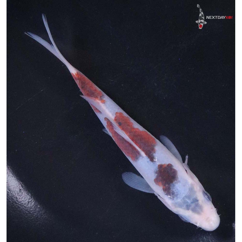 5" Imported Goromo - Image 3