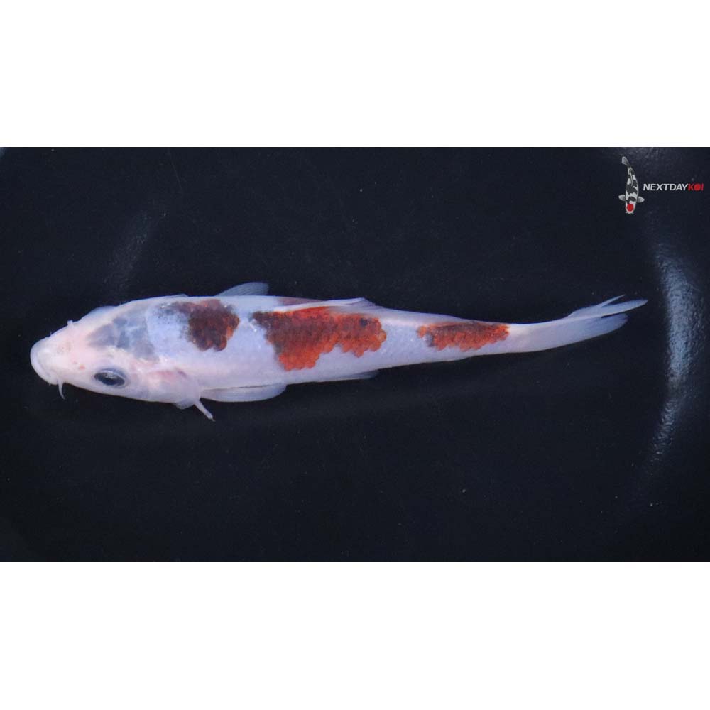 5" Imported Goromo - Image 4