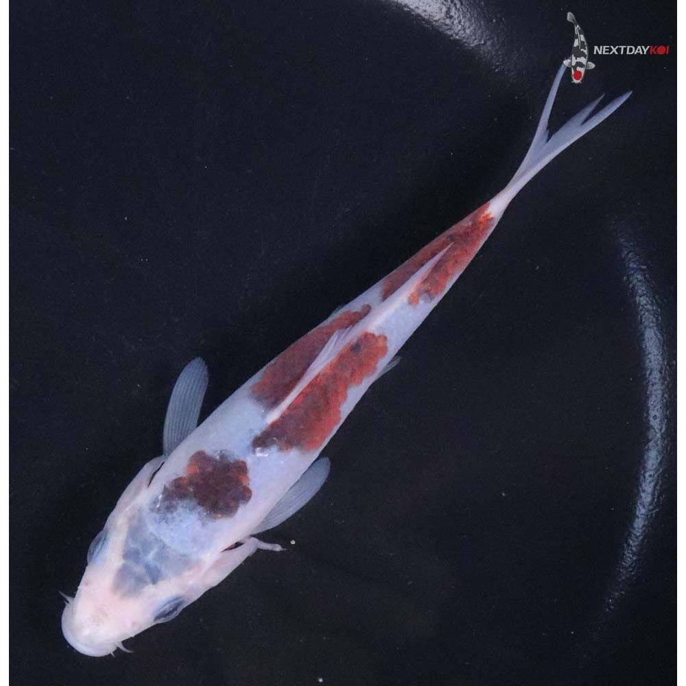 5" Imported Goromo - Image 5