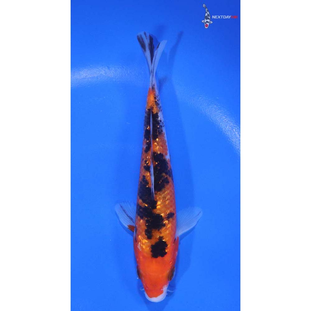 5" Imported Gin Rin Sanke