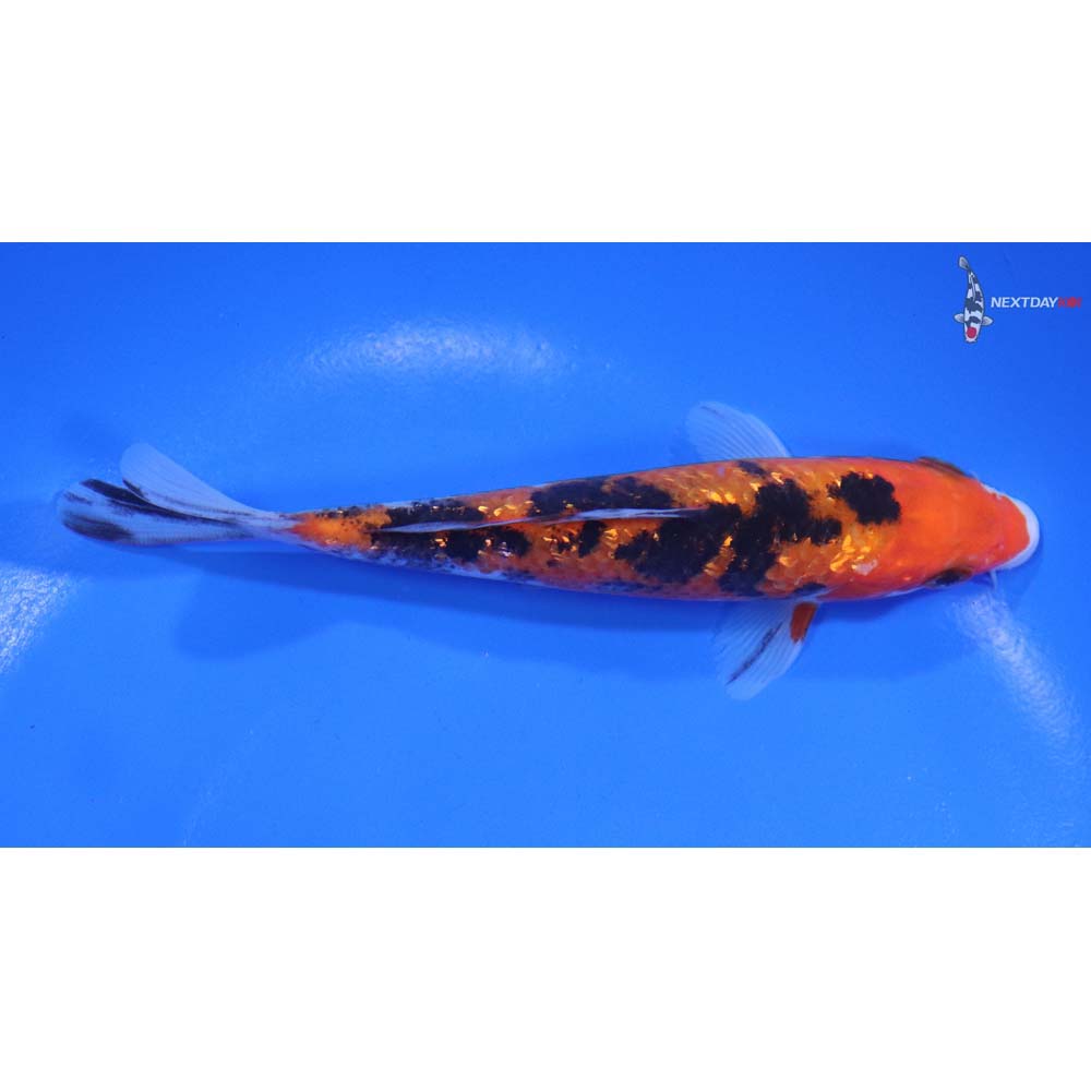 5" Imported Gin Rin Sanke - Image 2