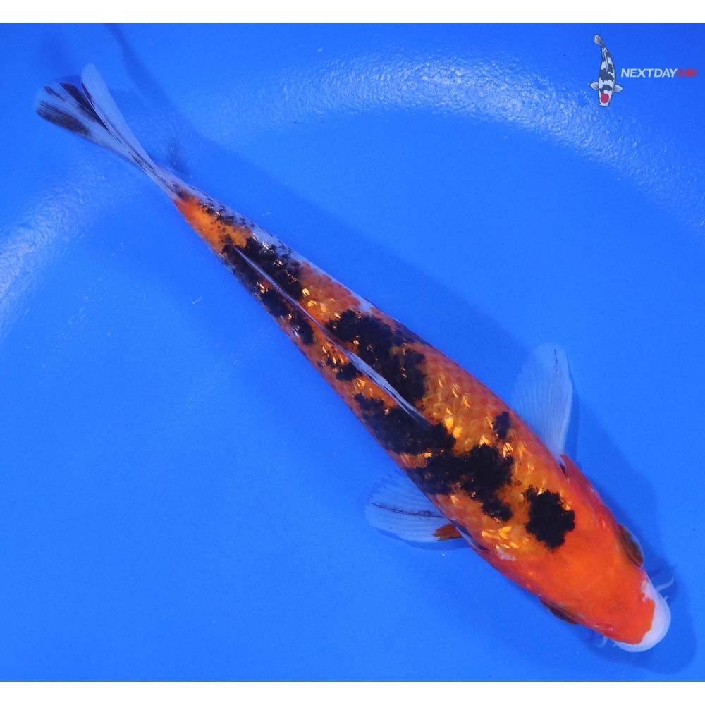 5" Imported Gin Rin Sanke - Image 3