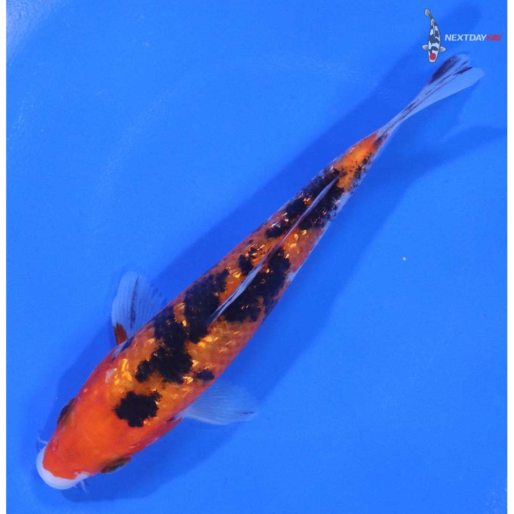 5" Imported Gin Rin Sanke - Image 5