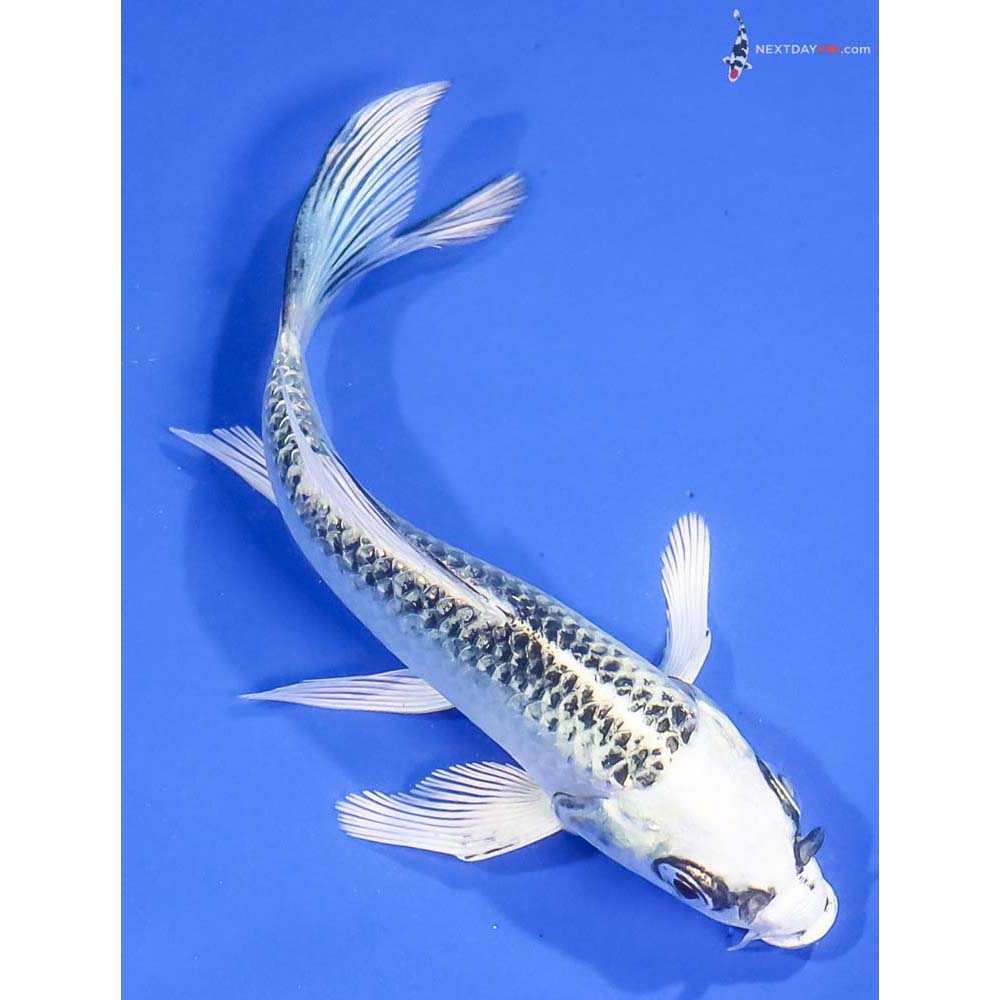 5” Imported Gin Matsuba Butterfly Koi