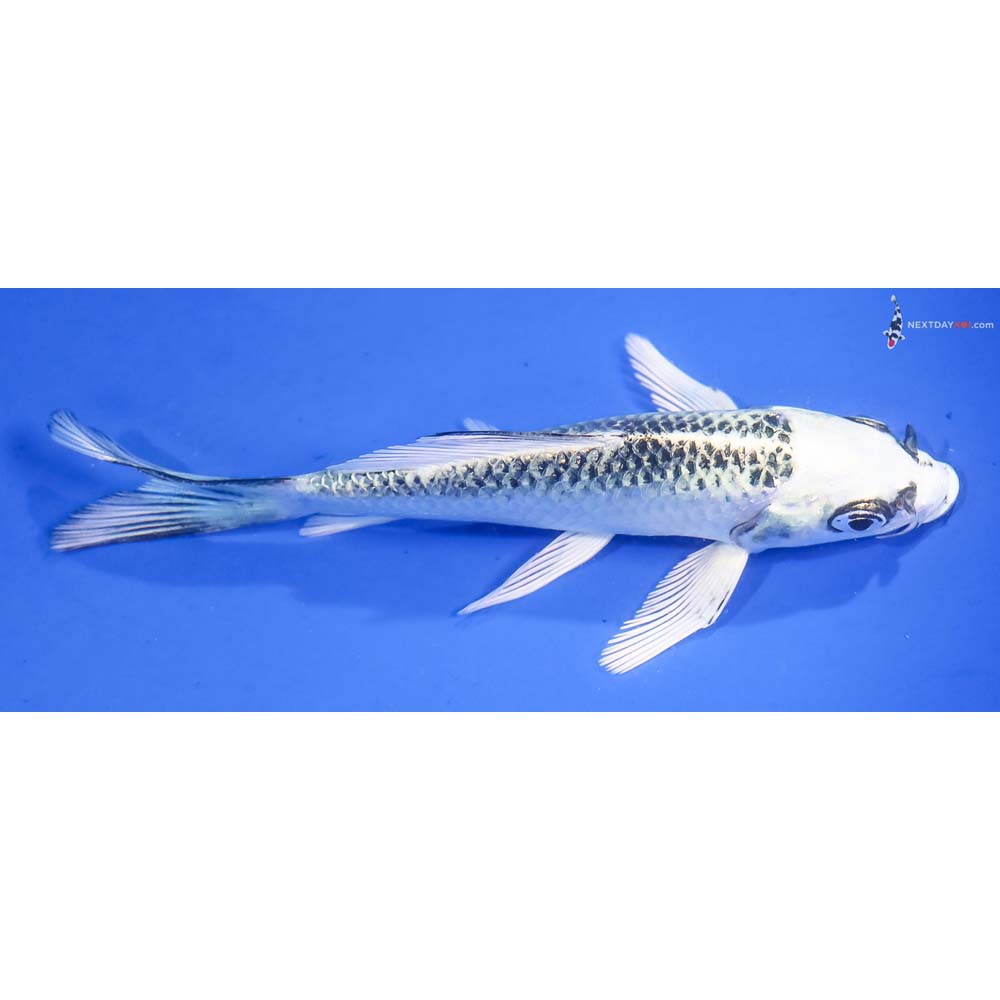 5” Imported Gin Matsuba Butterfly Koi - Image 2