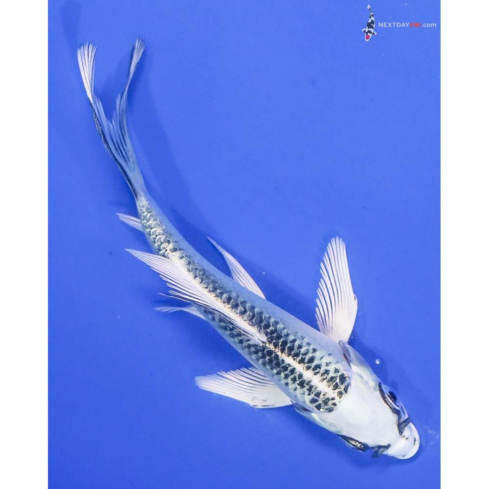 5” Imported Gin Matsuba Butterfly Koi - Image 3
