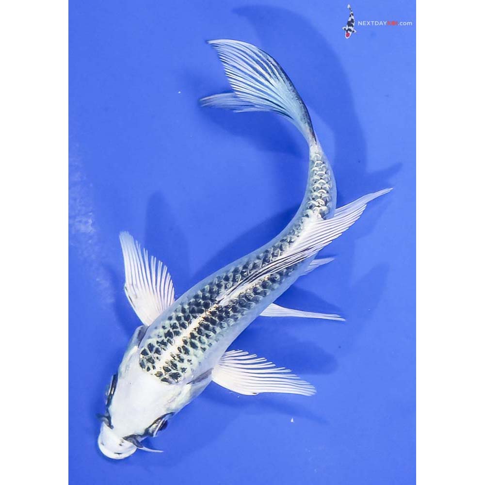 5” Imported Gin Matsuba Butterfly Koi - Image 5