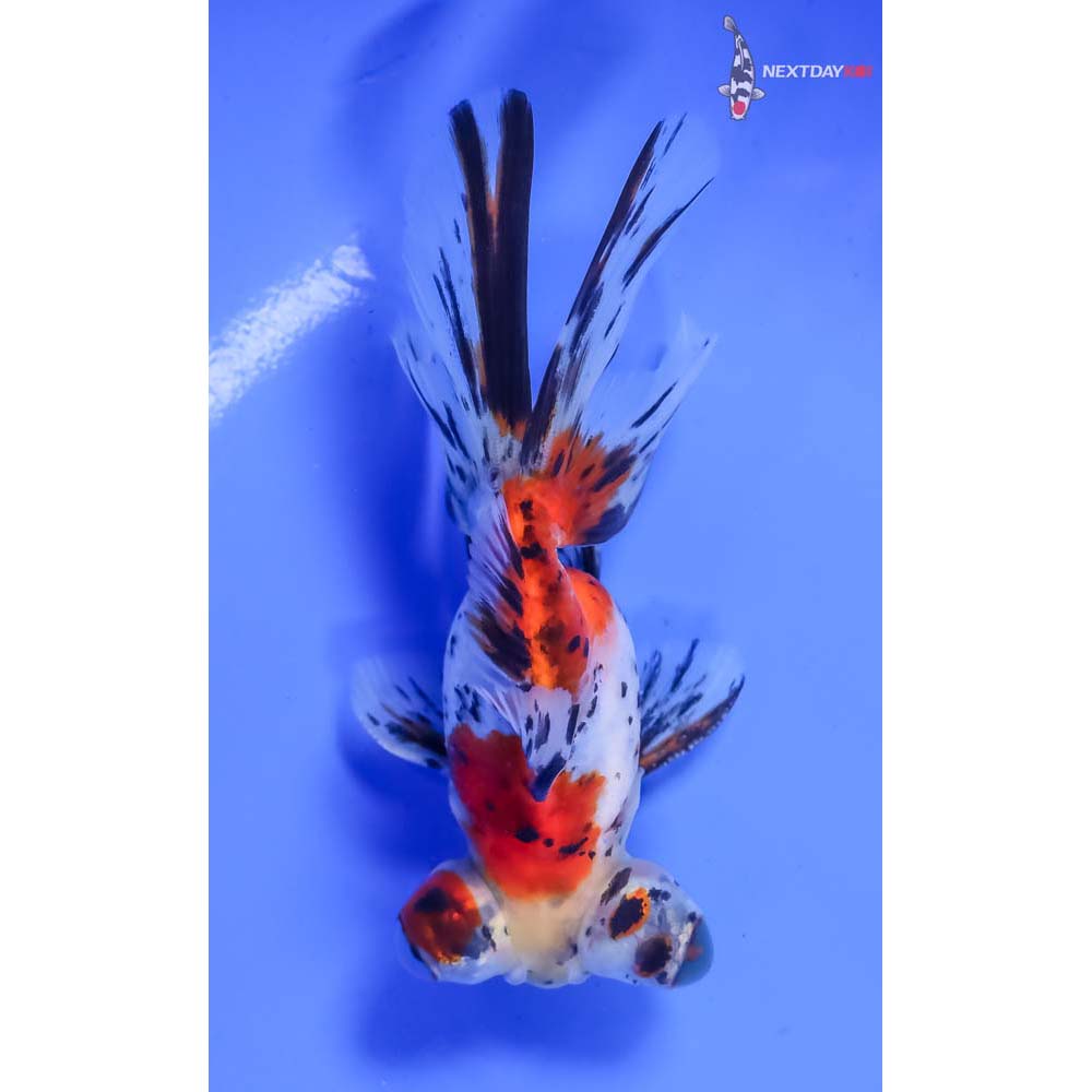 4” Imported Male Calico Fantail