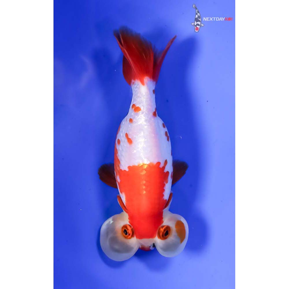 4” Imported Red and White Bubble Eye