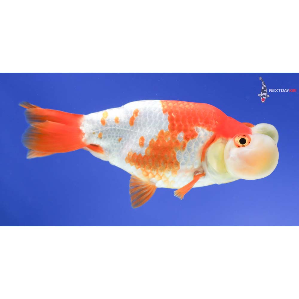 4” Imported Red and White Bubble Eye - Image 2