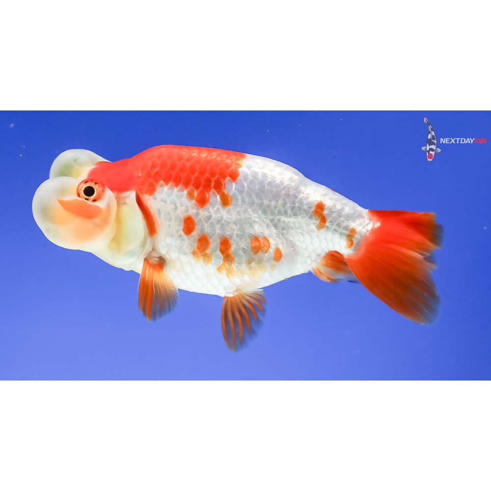 4” Imported Red and White Bubble Eye - Image 3