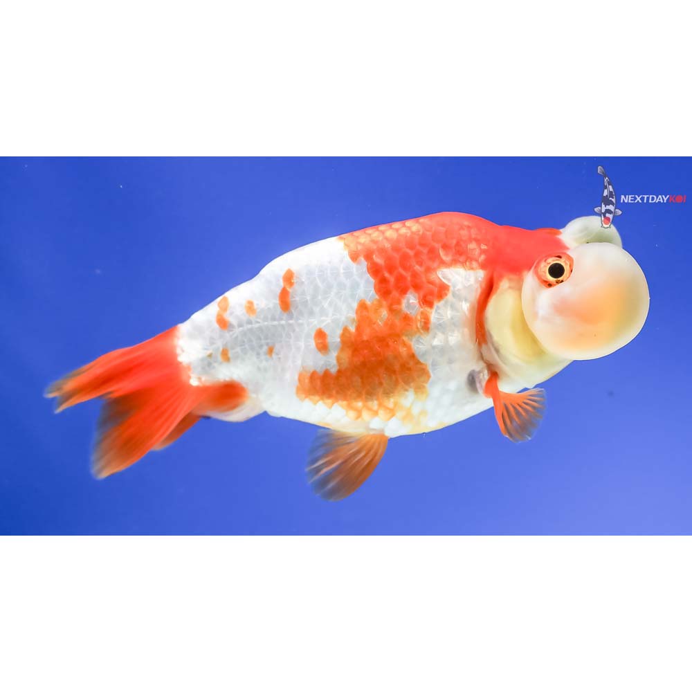 4” Imported Red and White Bubble Eye - Image 4