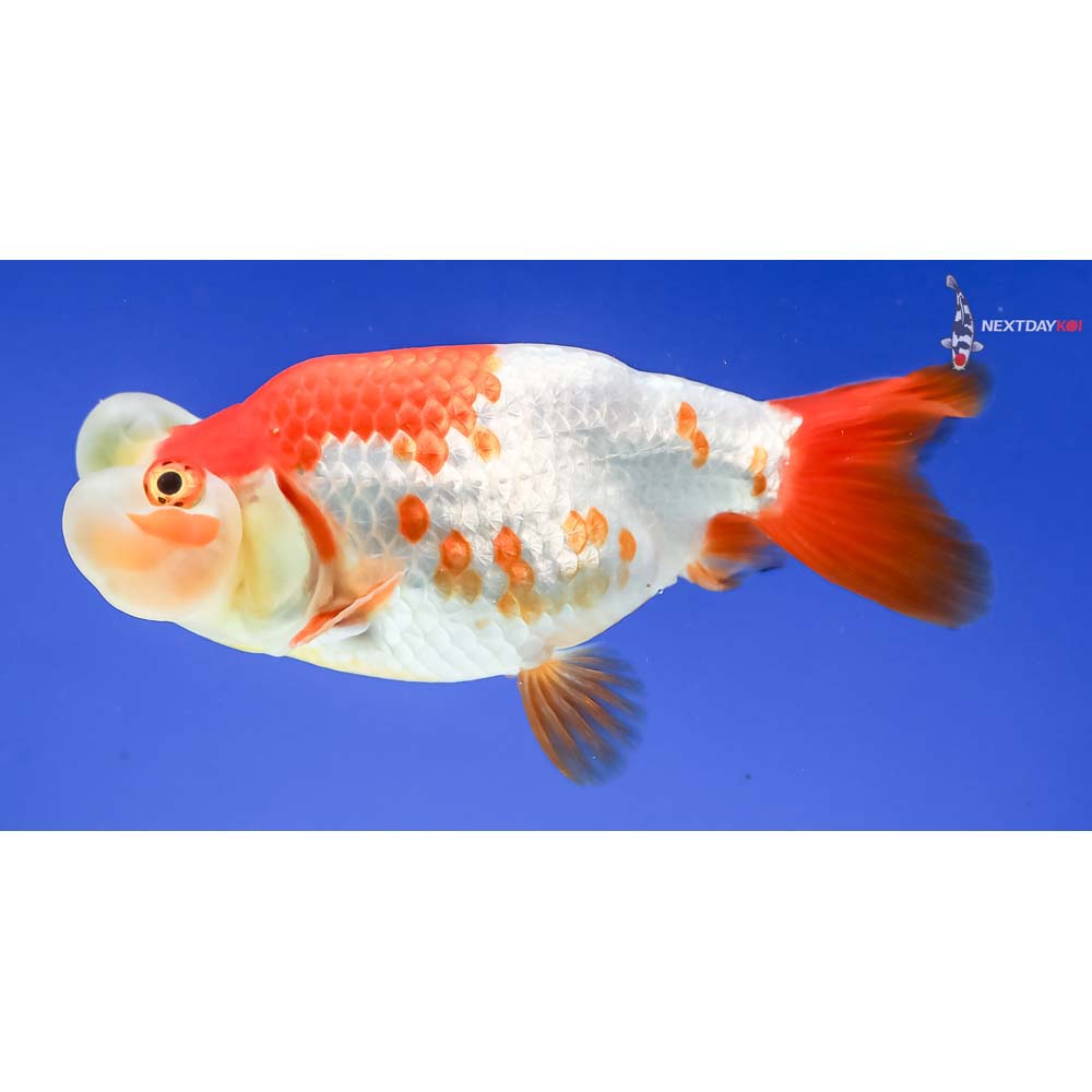 4” Imported Red and White Bubble Eye - Image 5