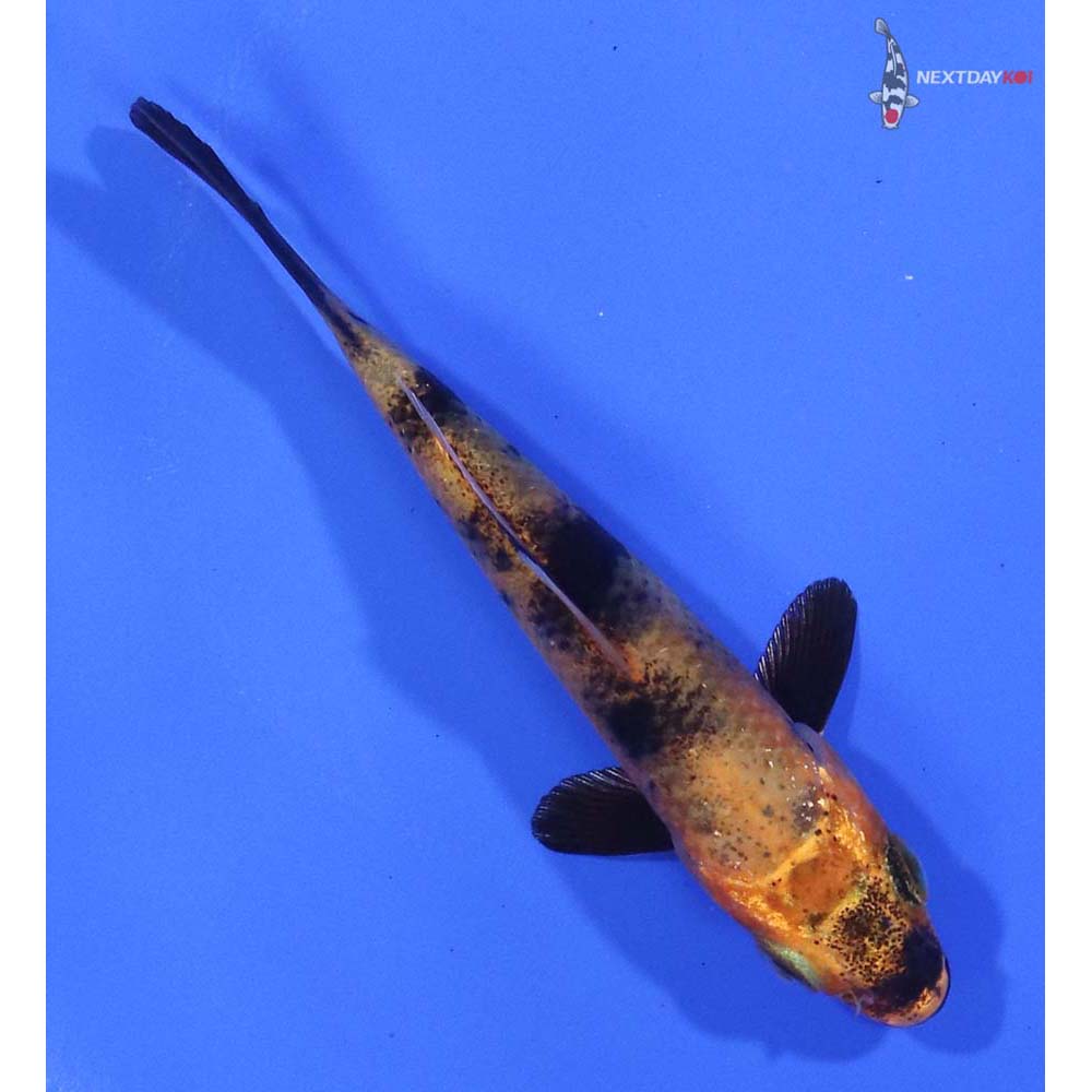 3" Imported Kin Hi Utsuri - Image 3