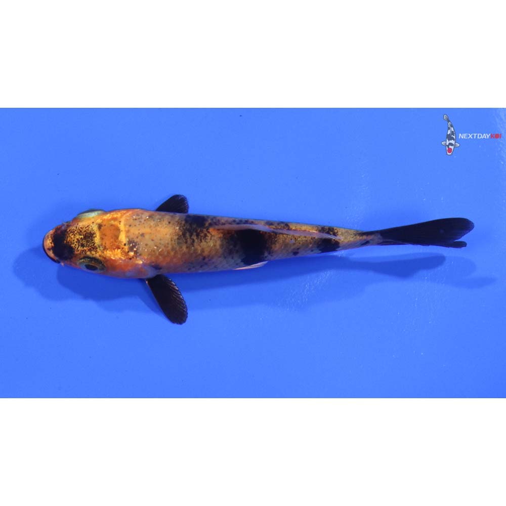 3" Imported Kin Hi Utsuri - Image 4