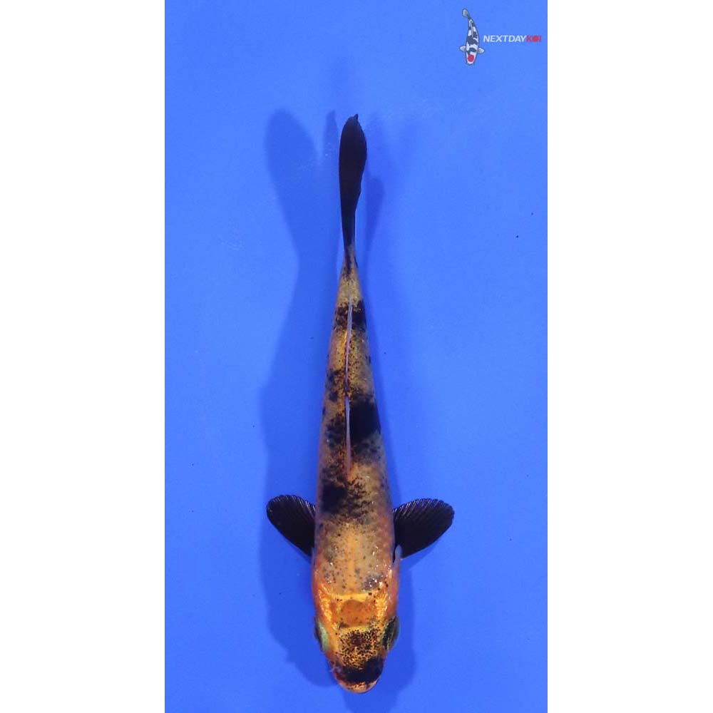 3" Imported Kin Hi Utsuri