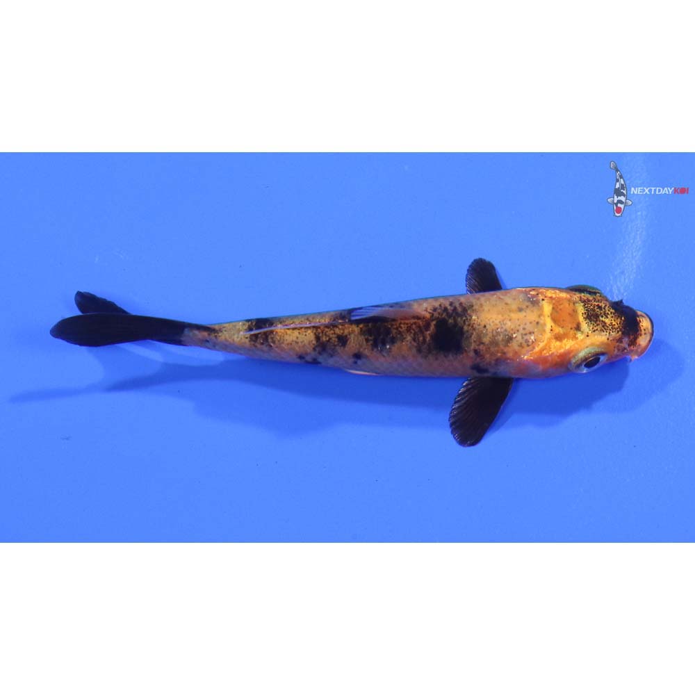 3" Imported Kin Hi Utsuri - Image 2