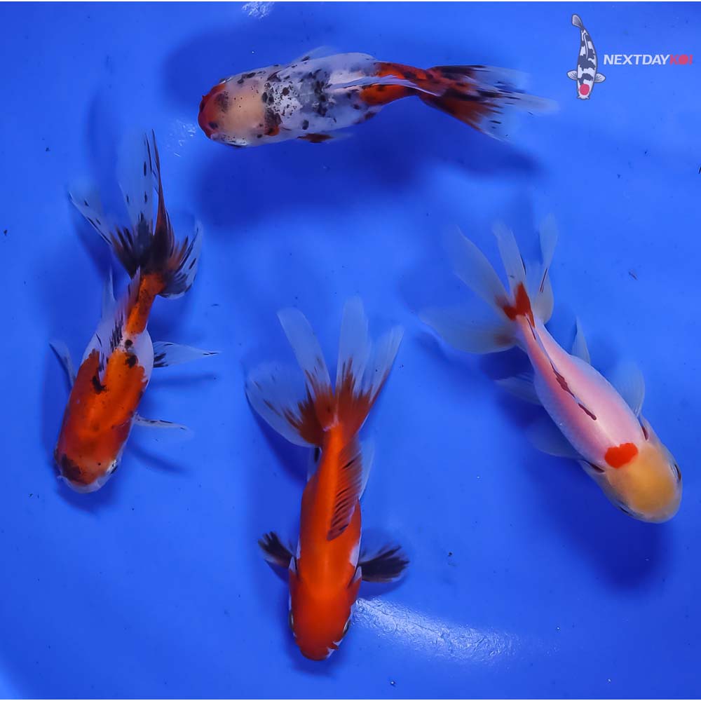 Lot of (4) 2.5-3” Imported Assorted Oranda