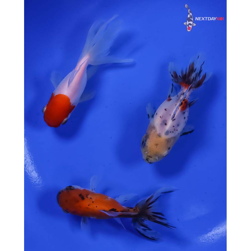 Lot of (3) 2.5-3” Imported Assorted Oranda