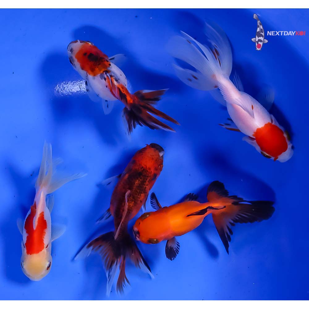 Lot of (5) 2.5-3” Imported Assorted Oranda
