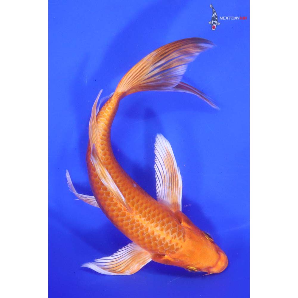 7.5" Imported Orenji Ogon Butterfly Koi
