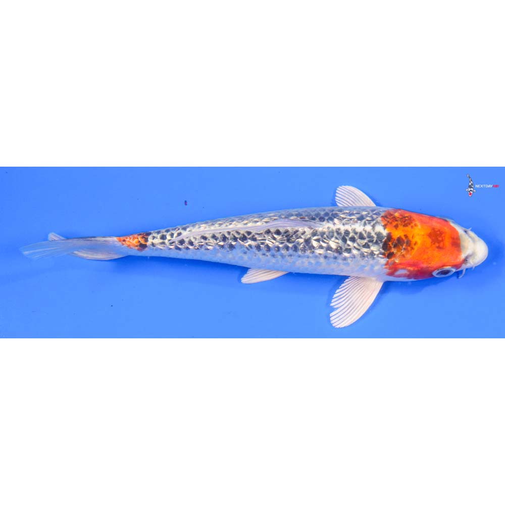 7.5” Imported Gin Rin Kujaku - Image 2