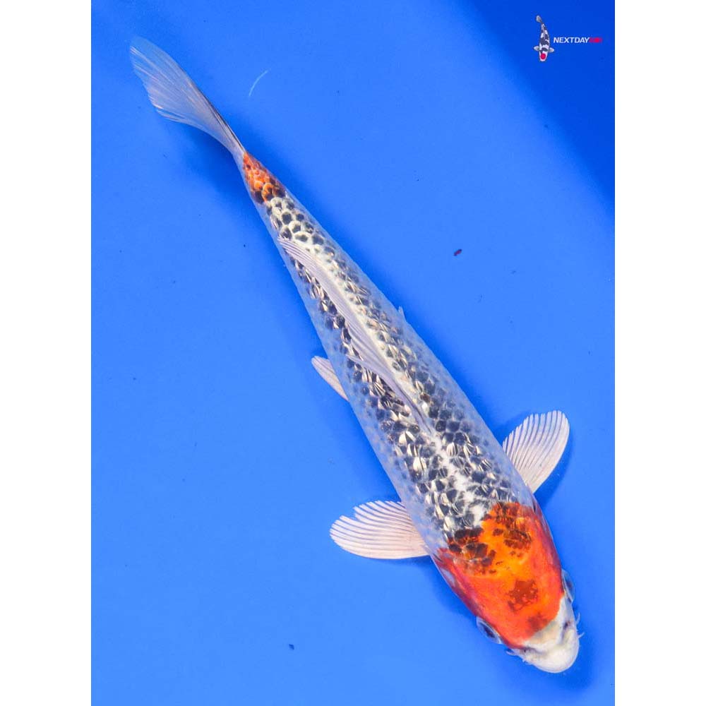 7.5” Imported Gin Rin Kujaku - Image 3