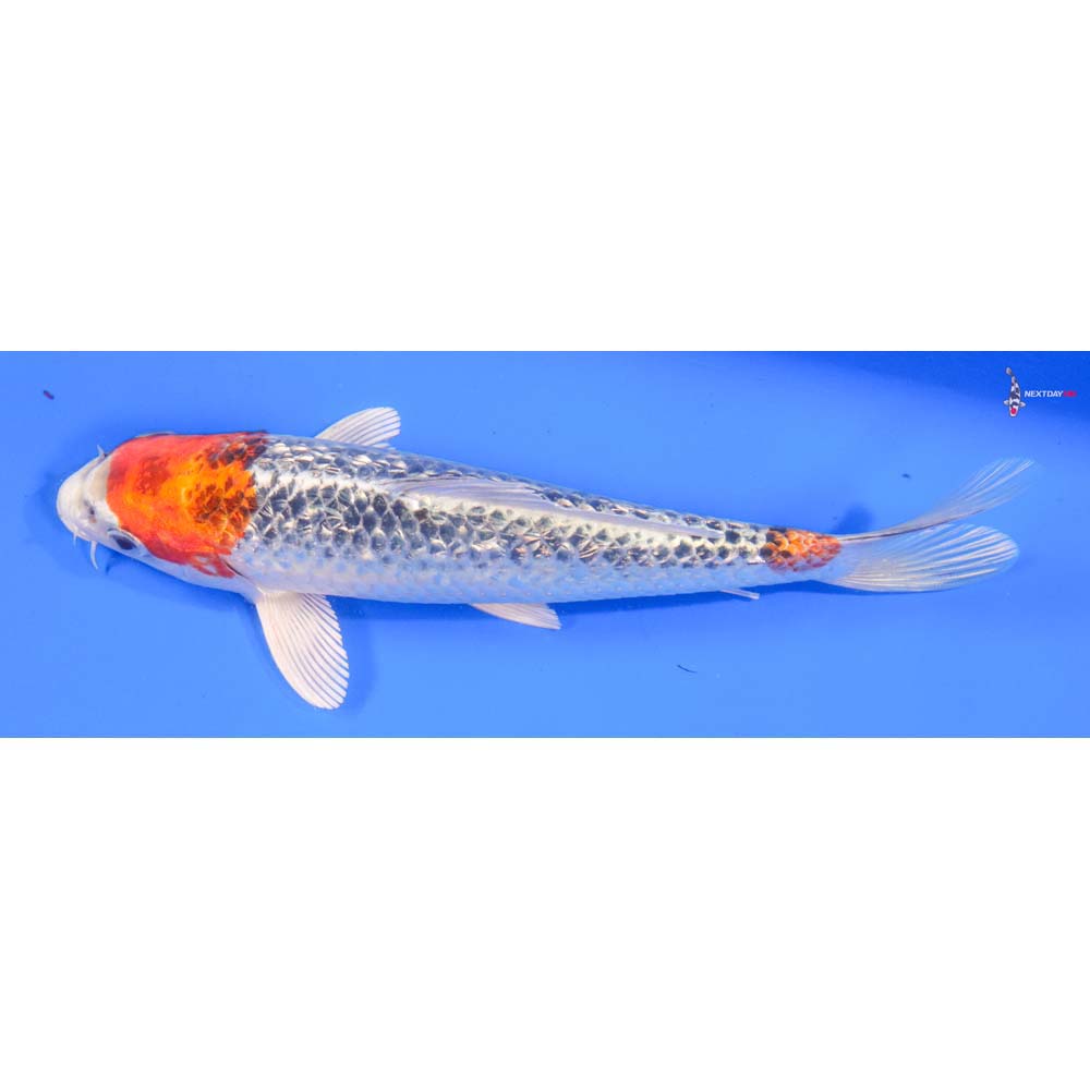 7.5” Imported Gin Rin Kujaku - Image 4