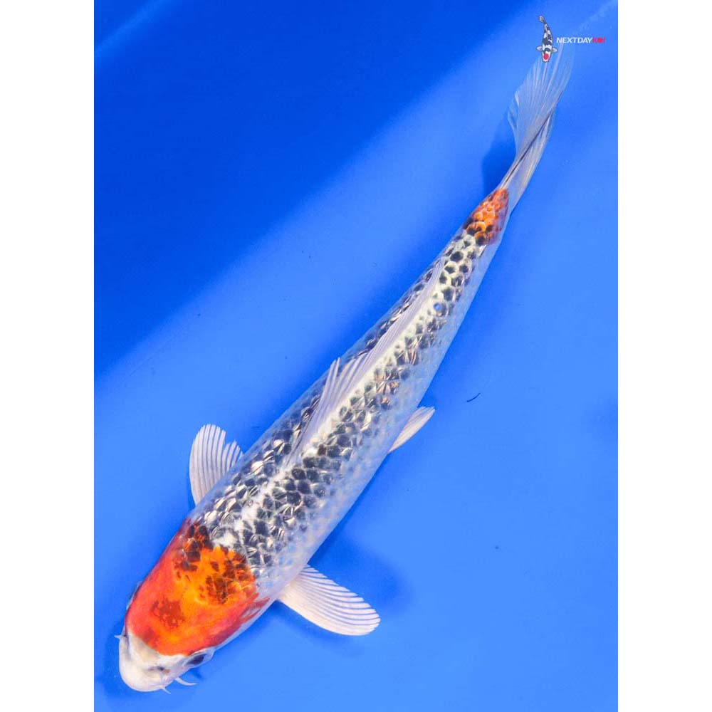 7.5” Imported Gin Rin Kujaku - Image 5