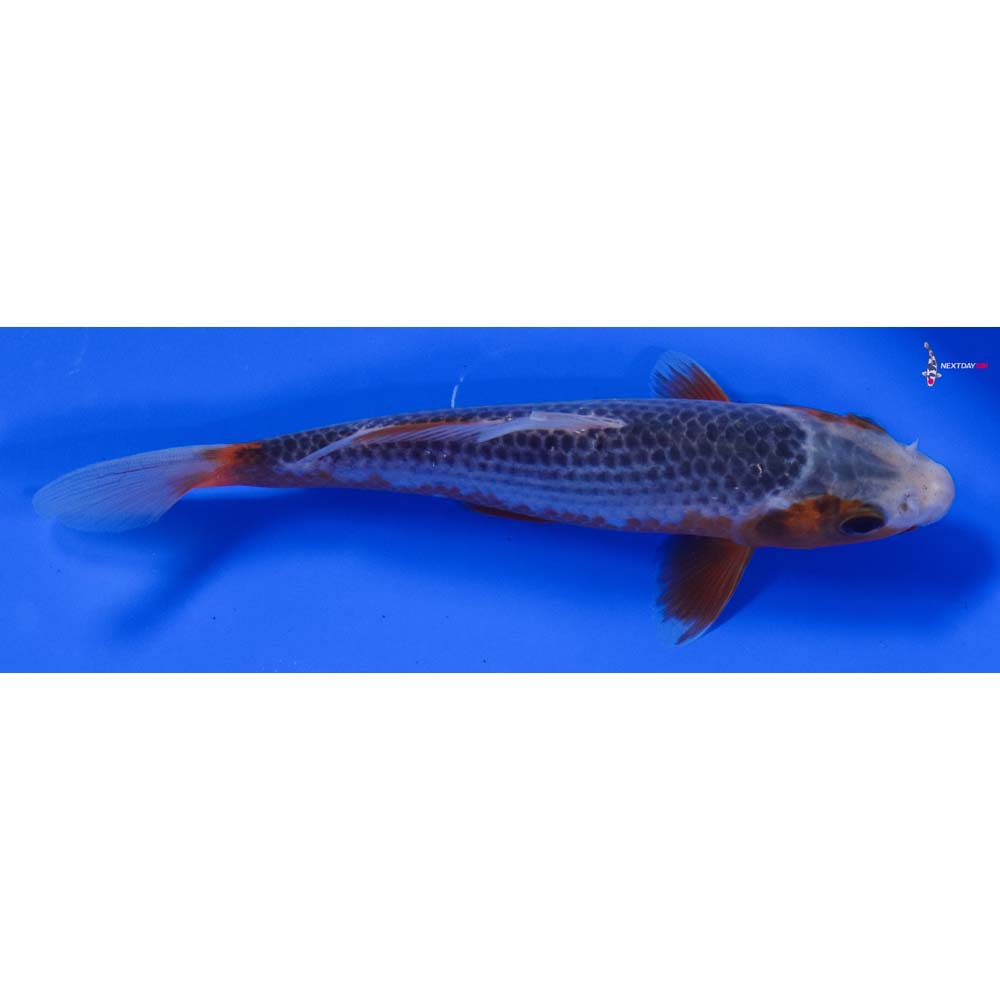 6” Imported Asagi - Image 2