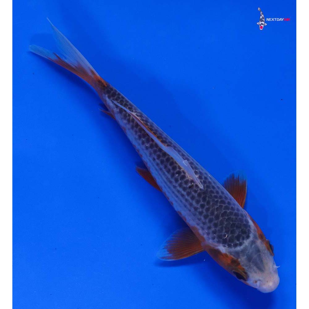 6” Imported Asagi - Image 3