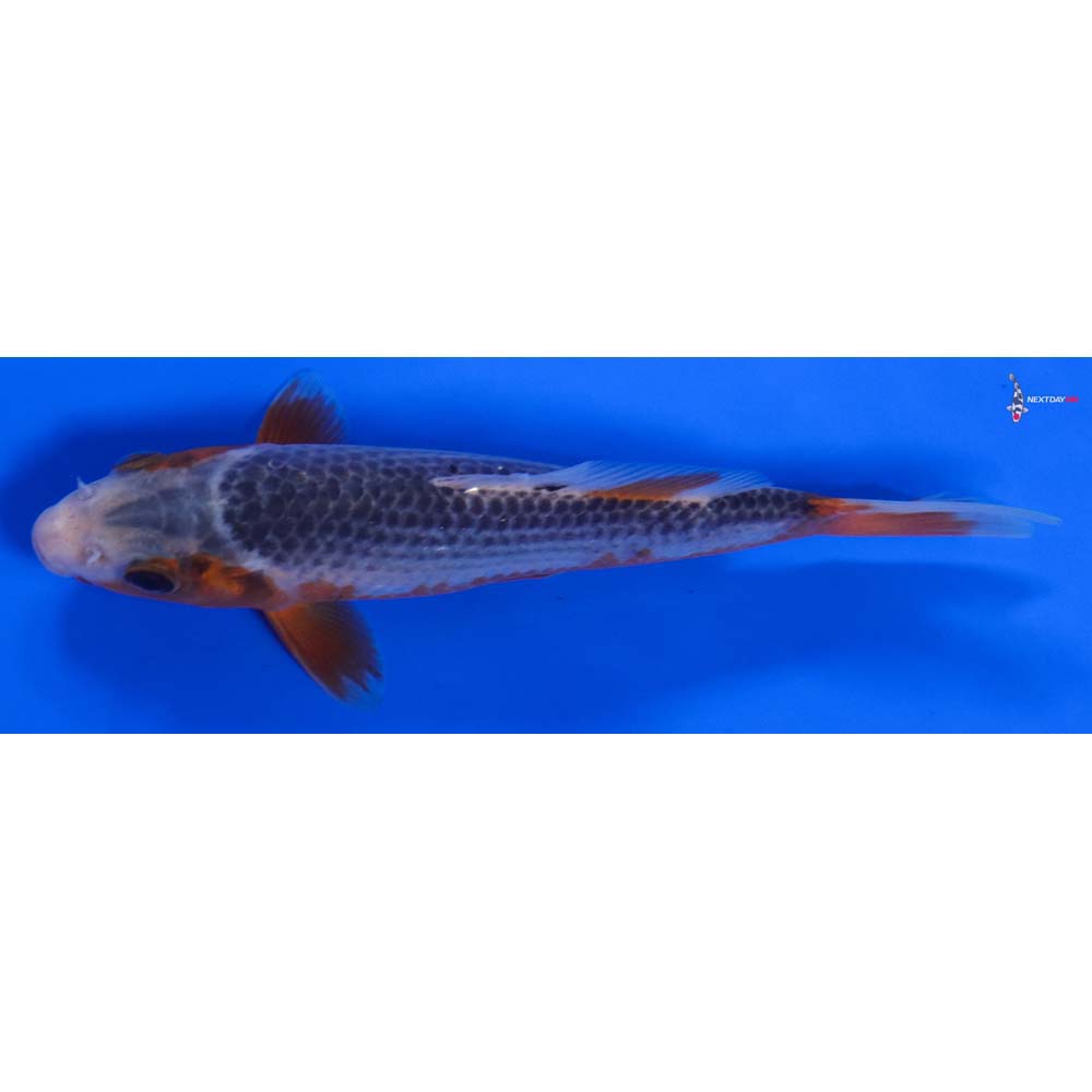 6” Imported Asagi - Image 4