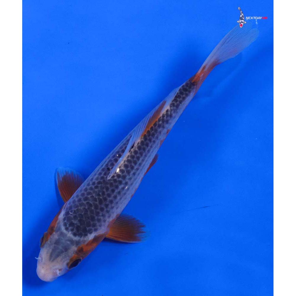 6” Imported Asagi - Image 5