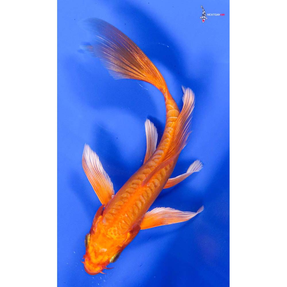 6” Imported Doitsu Orenji Ogon Butterfly Koi