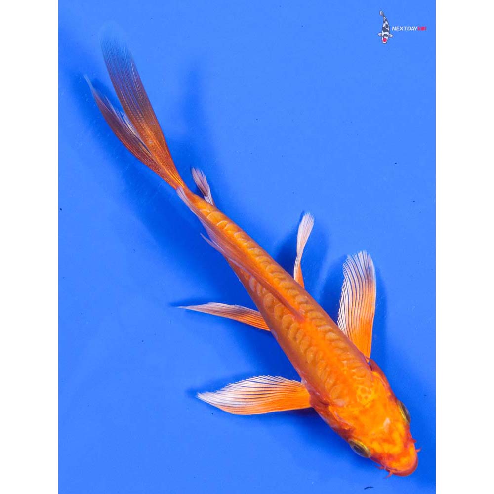 6” Imported Doitsu Orenji Ogon Butterfly Koi - Image 3