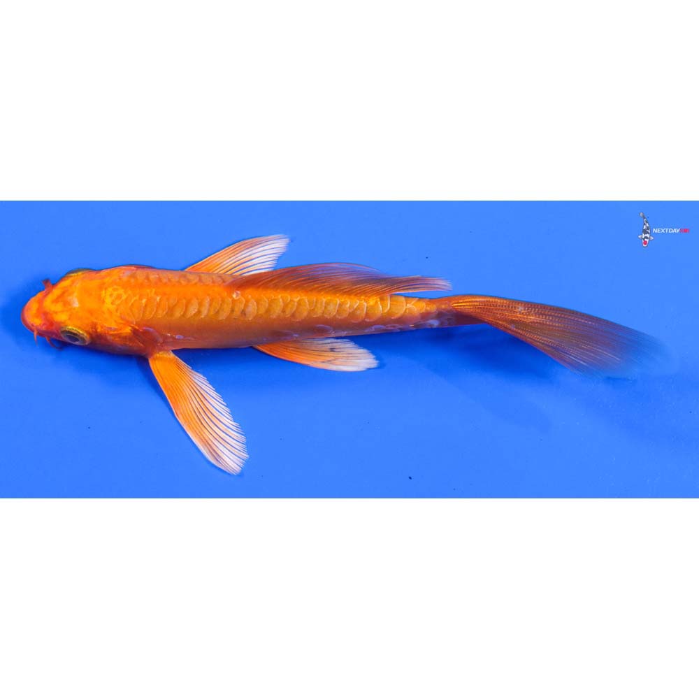 6” Imported Doitsu Orenji Ogon Butterfly Koi - Image 4