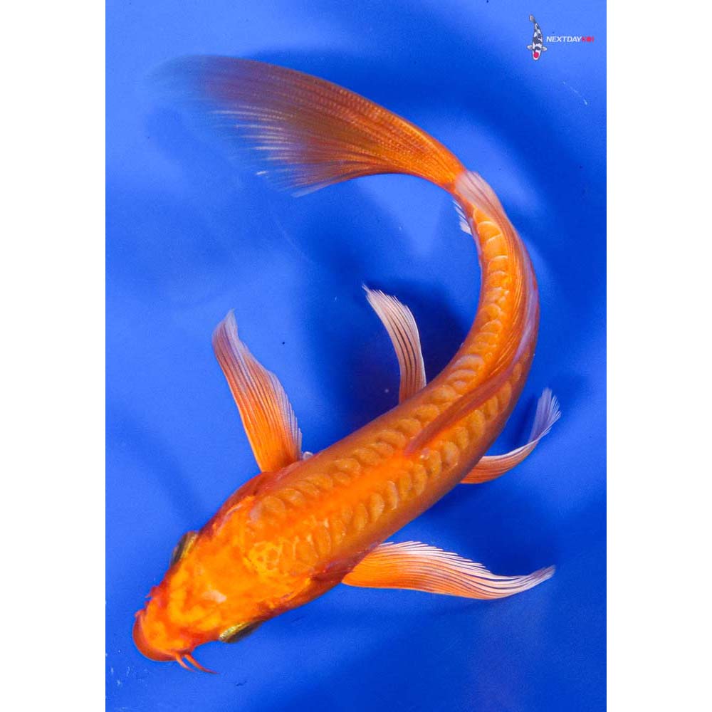 6” Imported Doitsu Orenji Ogon Butterfly Koi - Image 5