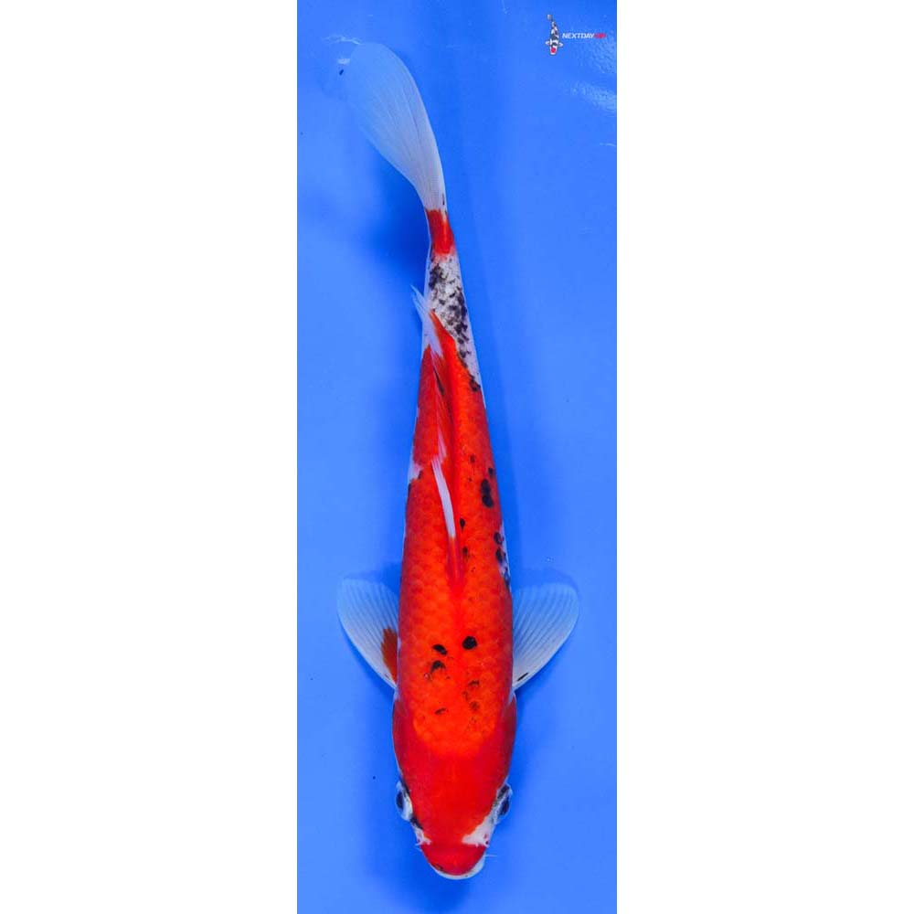 9.5” Imported Goshiki