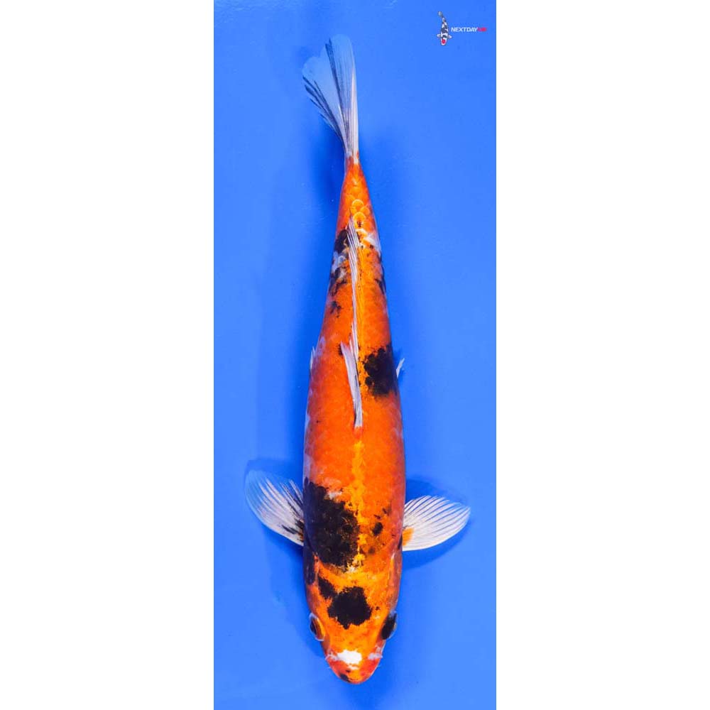 10” Imported Kin Showa