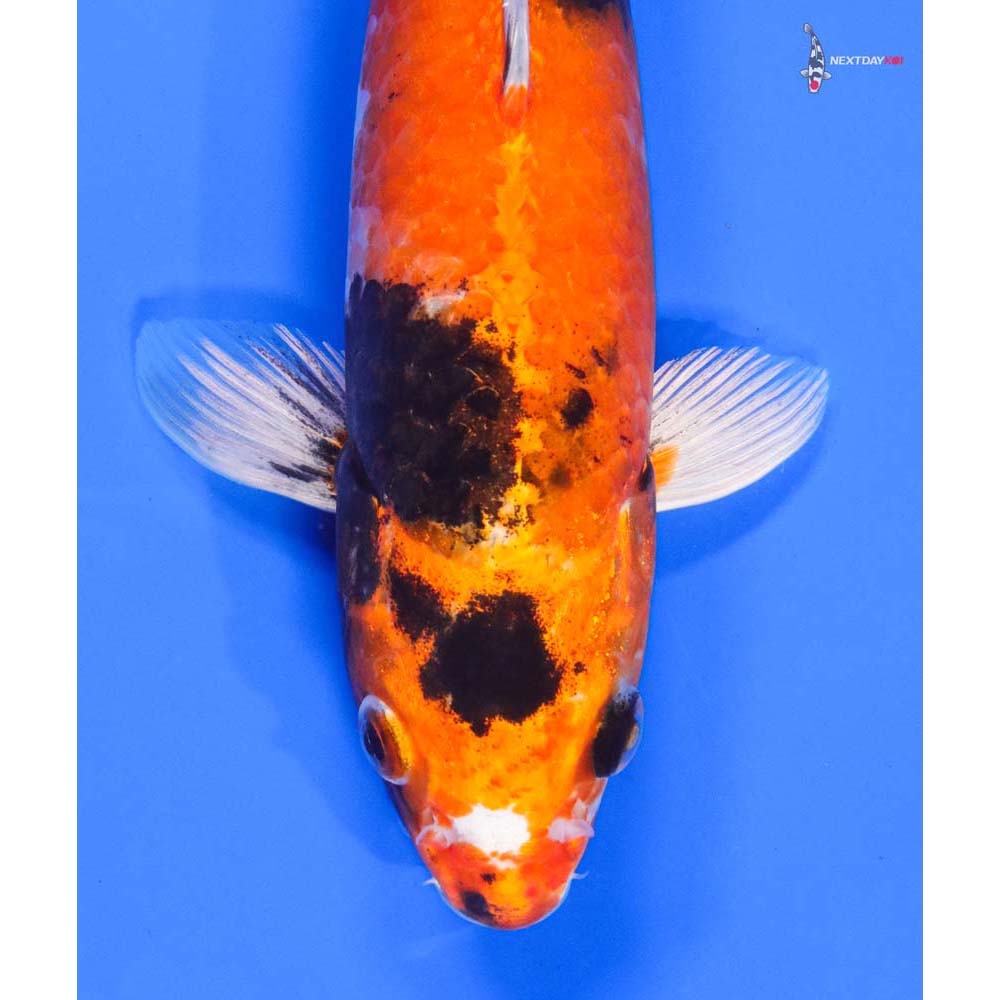 10” Imported Kin Showa - Image 2